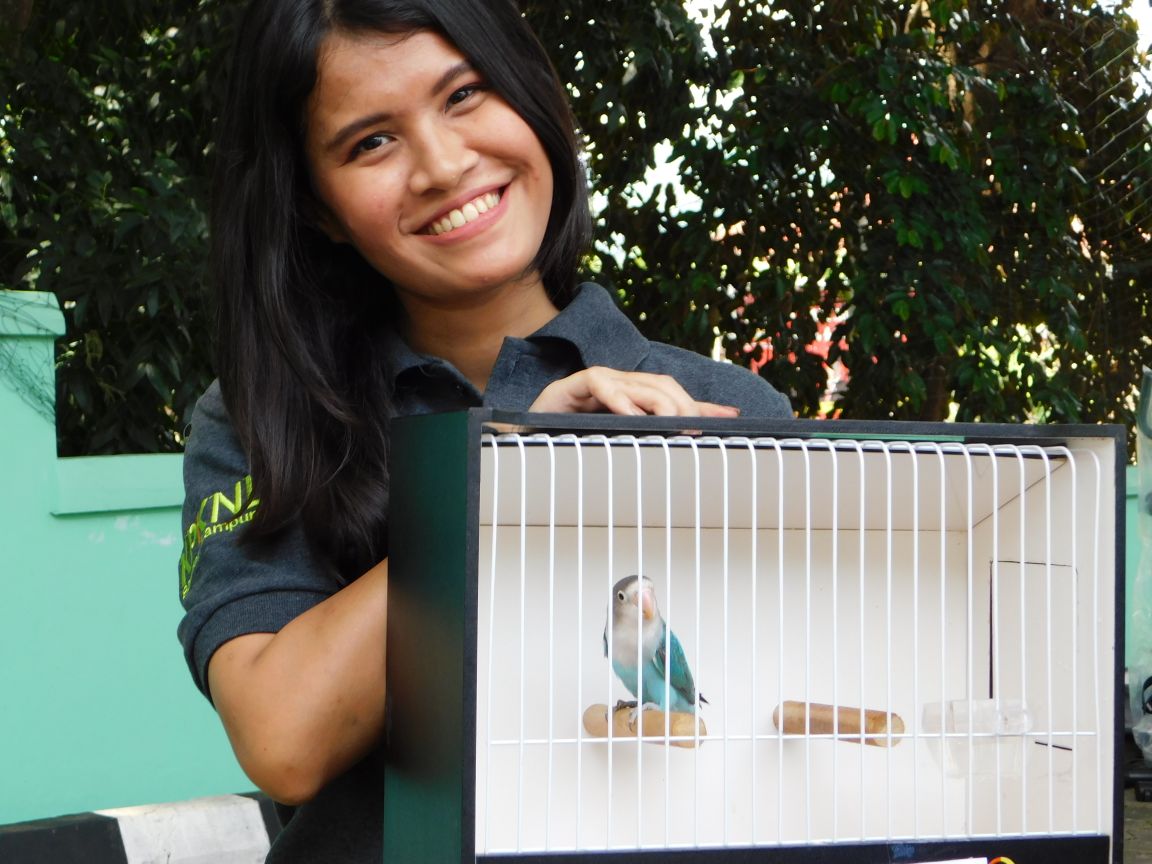 Empat Burung Lovebird Sukses terjual di Lelang Fair 2018 KPKNL Bandar Lampung