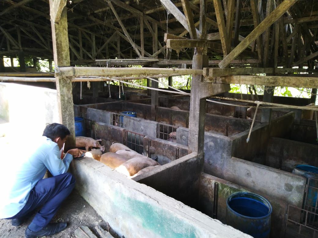 KPKNL Manado lakukan Penilaian Peternakan Babi