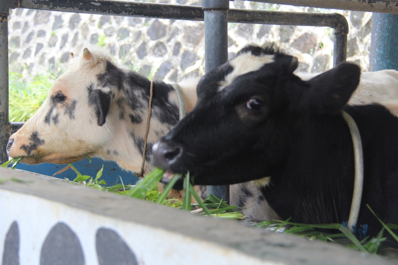 Sapi Pada BBPKH Cinagara: Pengelolaan BMN Berkategori Khusus