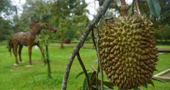 Agrowisata Kebun Durian Warso Farm
