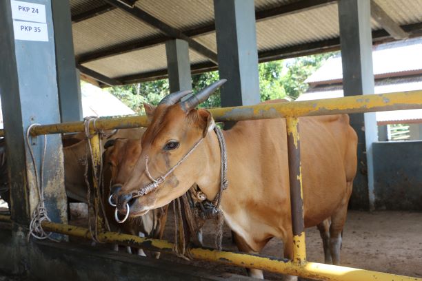 Tim Penilai KPKNL Pangkalpinang Lakukan Kegiatan Penilaian Sapi Bali Milik Dinas Pangan dan Pertanian Kota Pangkalpinang