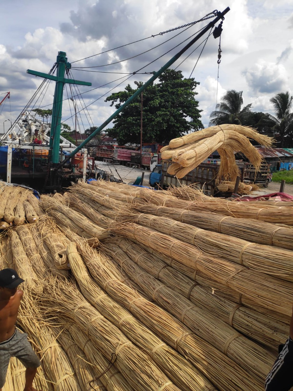 Lelang Rotan Sega Tembus Rp3,7 M: Pencapaian Fantastis di Penghujung Tahun