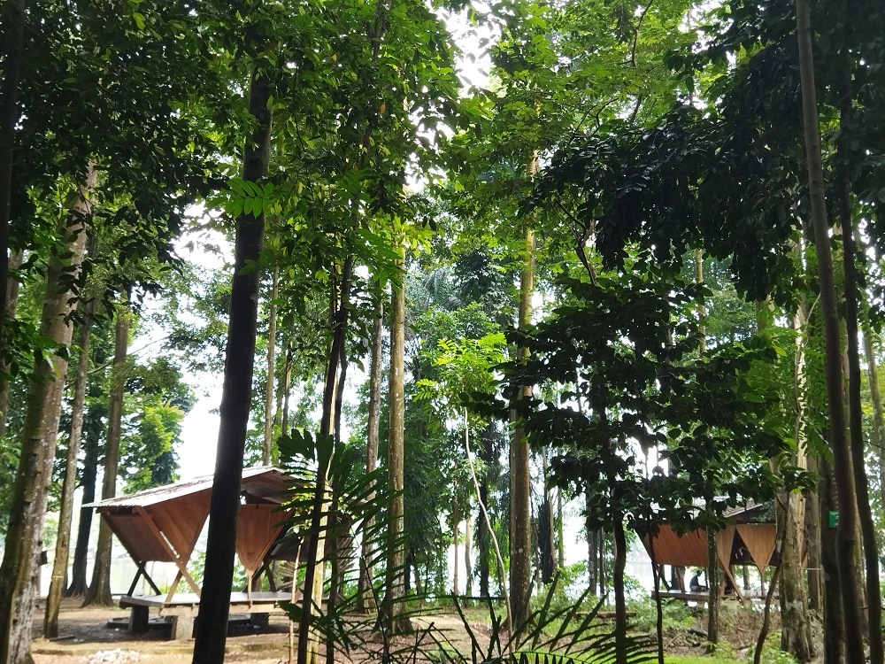 Hutan di Tengah Kota itu Milik Kita