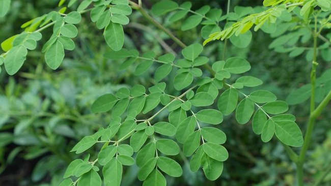 Daun Kelor,  Segudang Manfaat Untuk Kesehatan dan Perekonomian