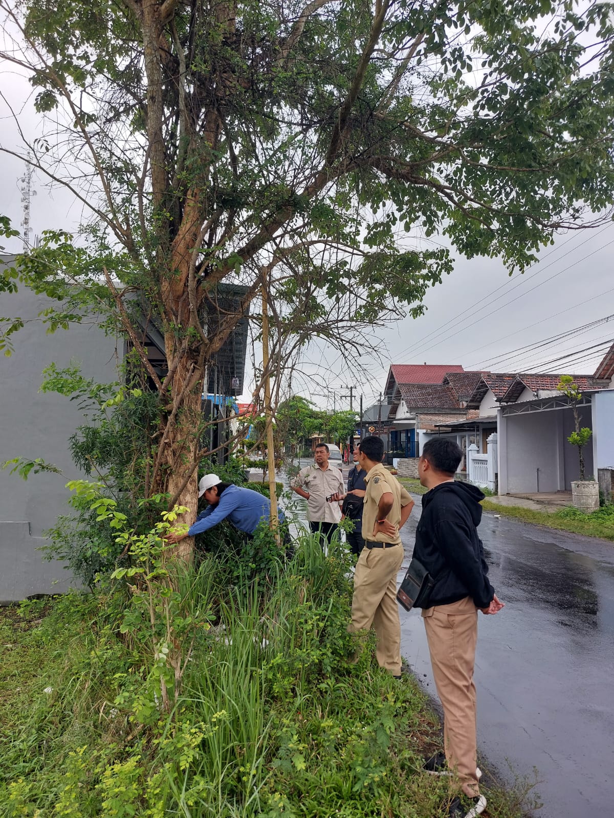 Tim Penilai KPKNL Malang Nilai Kayu Sonokeling yang Tersohor