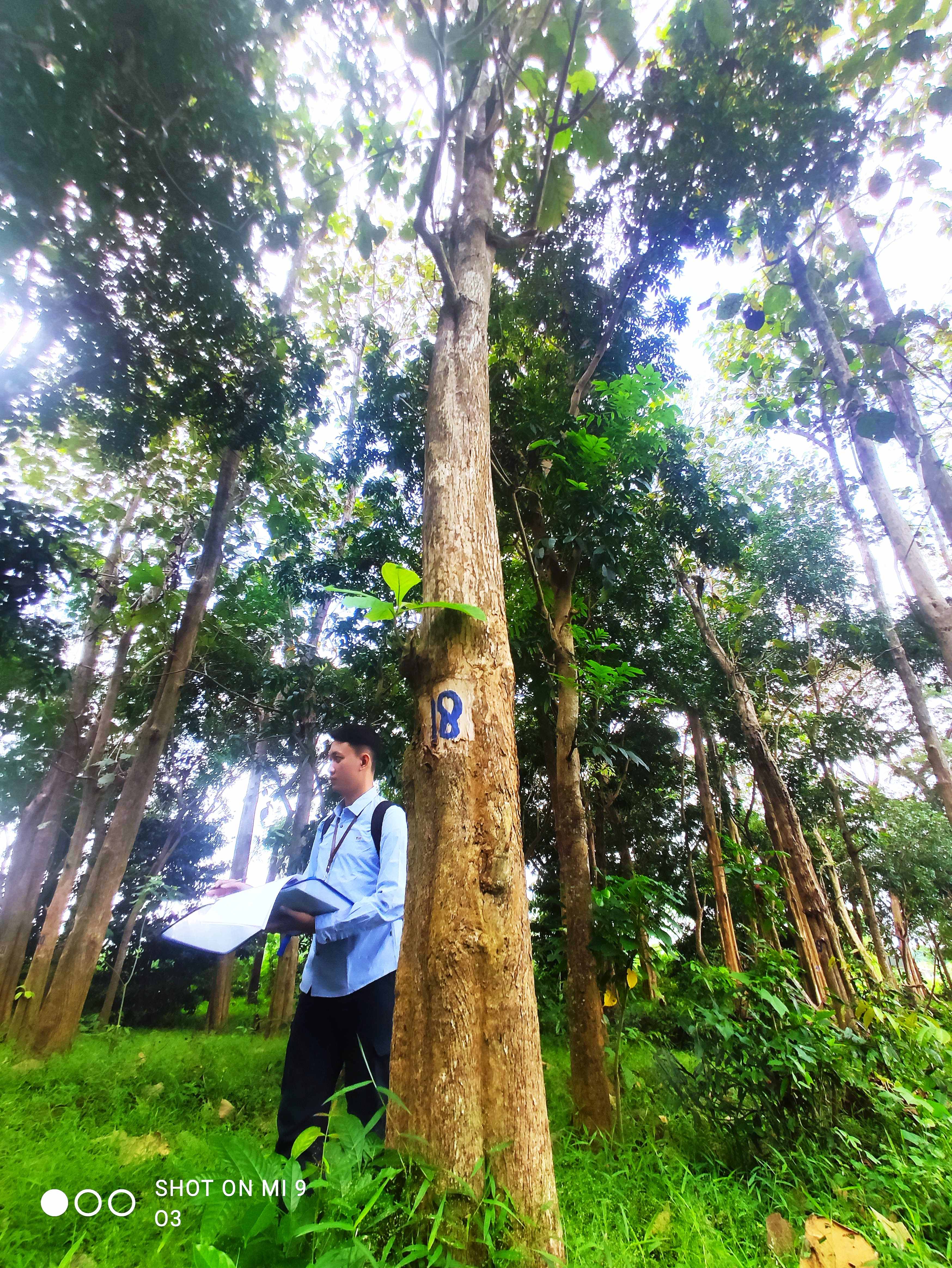 Menilik Keseruan Survei Lapangan Penilaian Pohon
