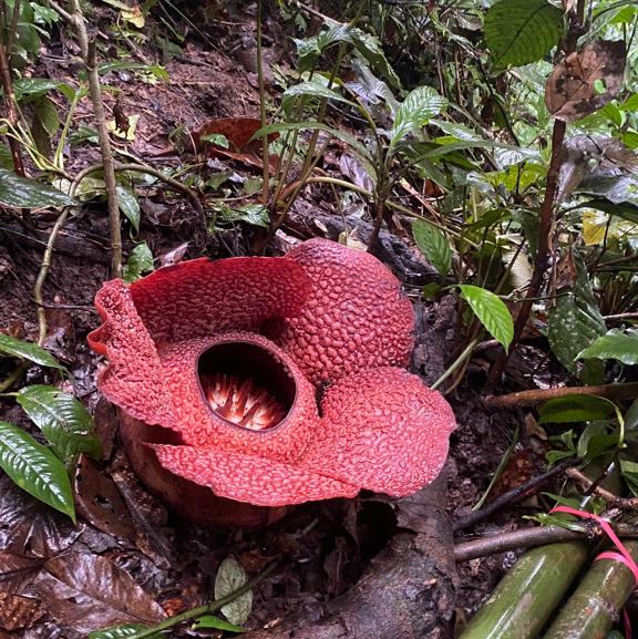 Bunga Rafflesia arnoldii, Bunga Langka Sebagai Salah Satu Ikon Bengkulu