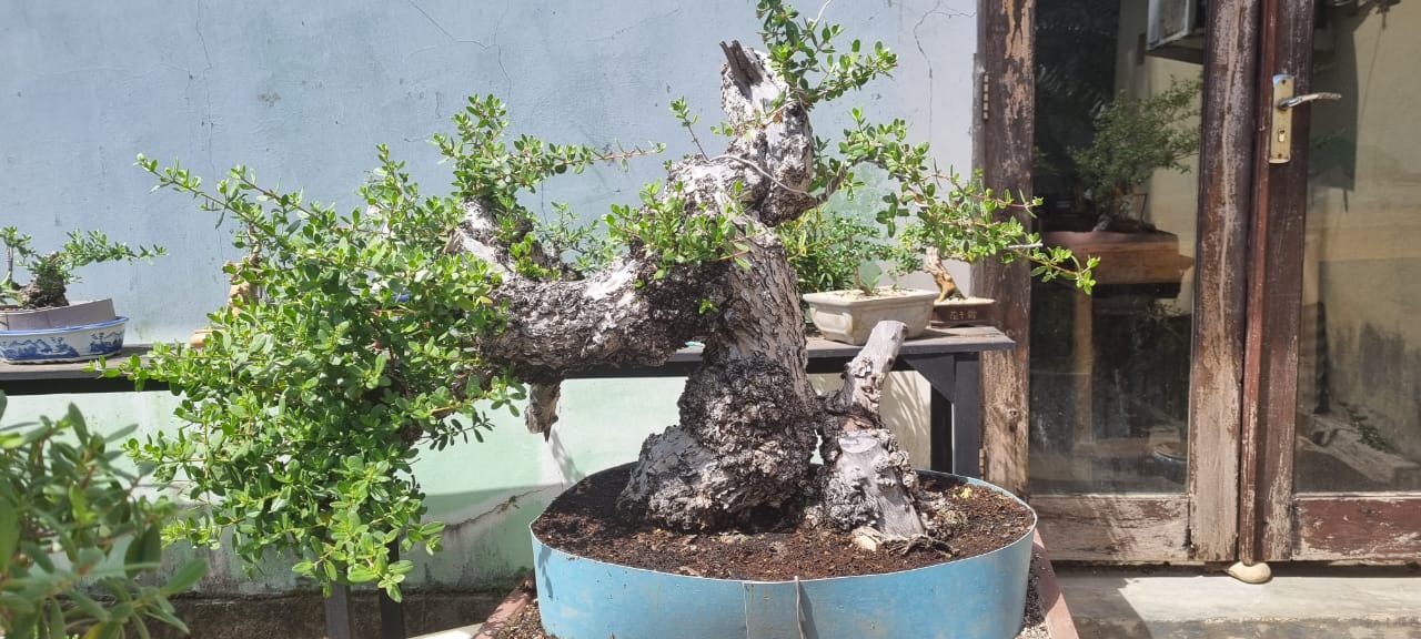 Bonsai Penggerak UMKM di Kupang