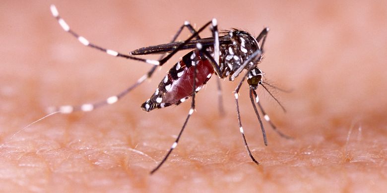 Ada Nyamuk Yang Efektif Turunkan Kasus DBD