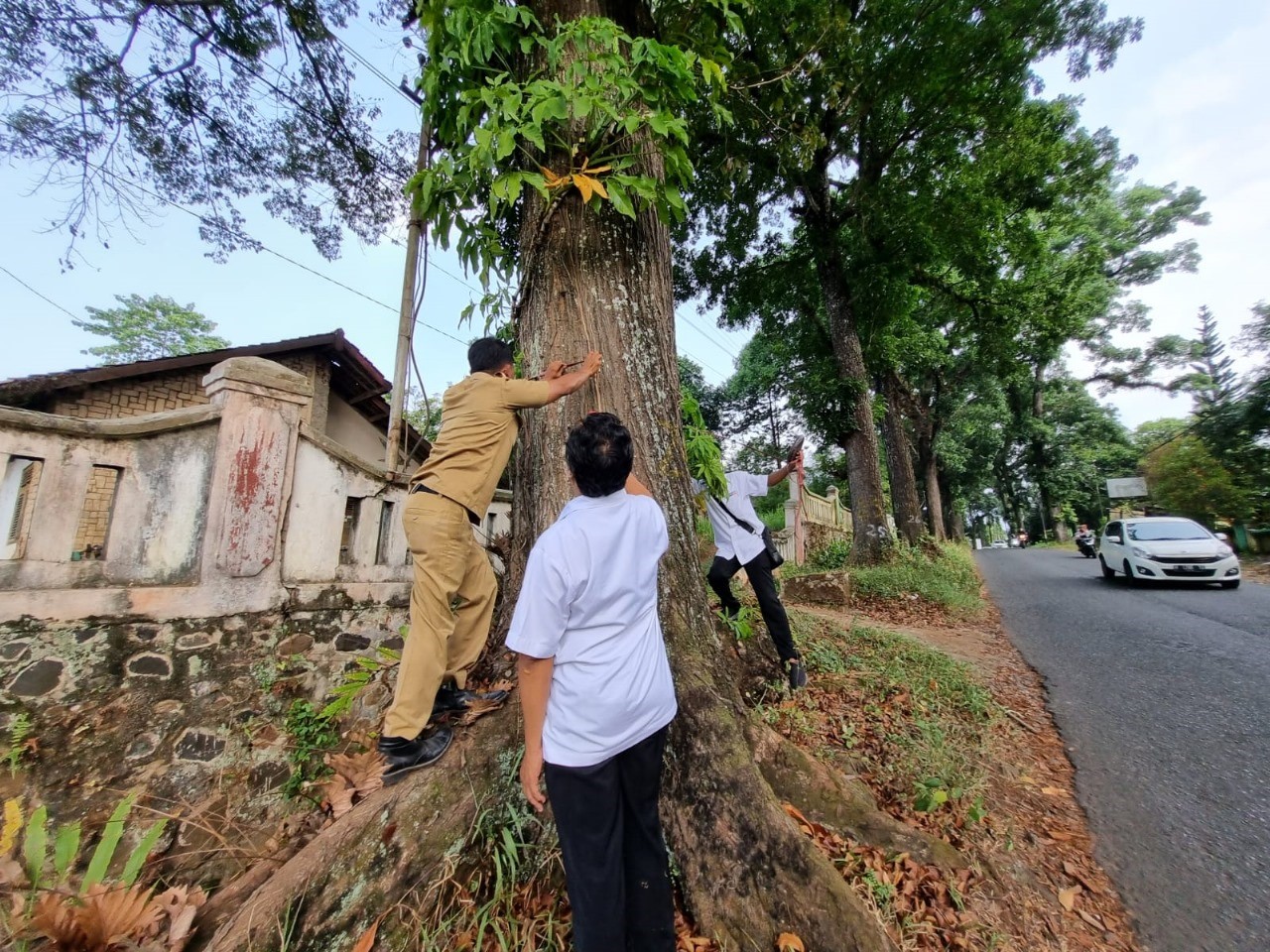KPKNL Pekalongan berhasil Melelang Pohon BMD Pemkab Kendal