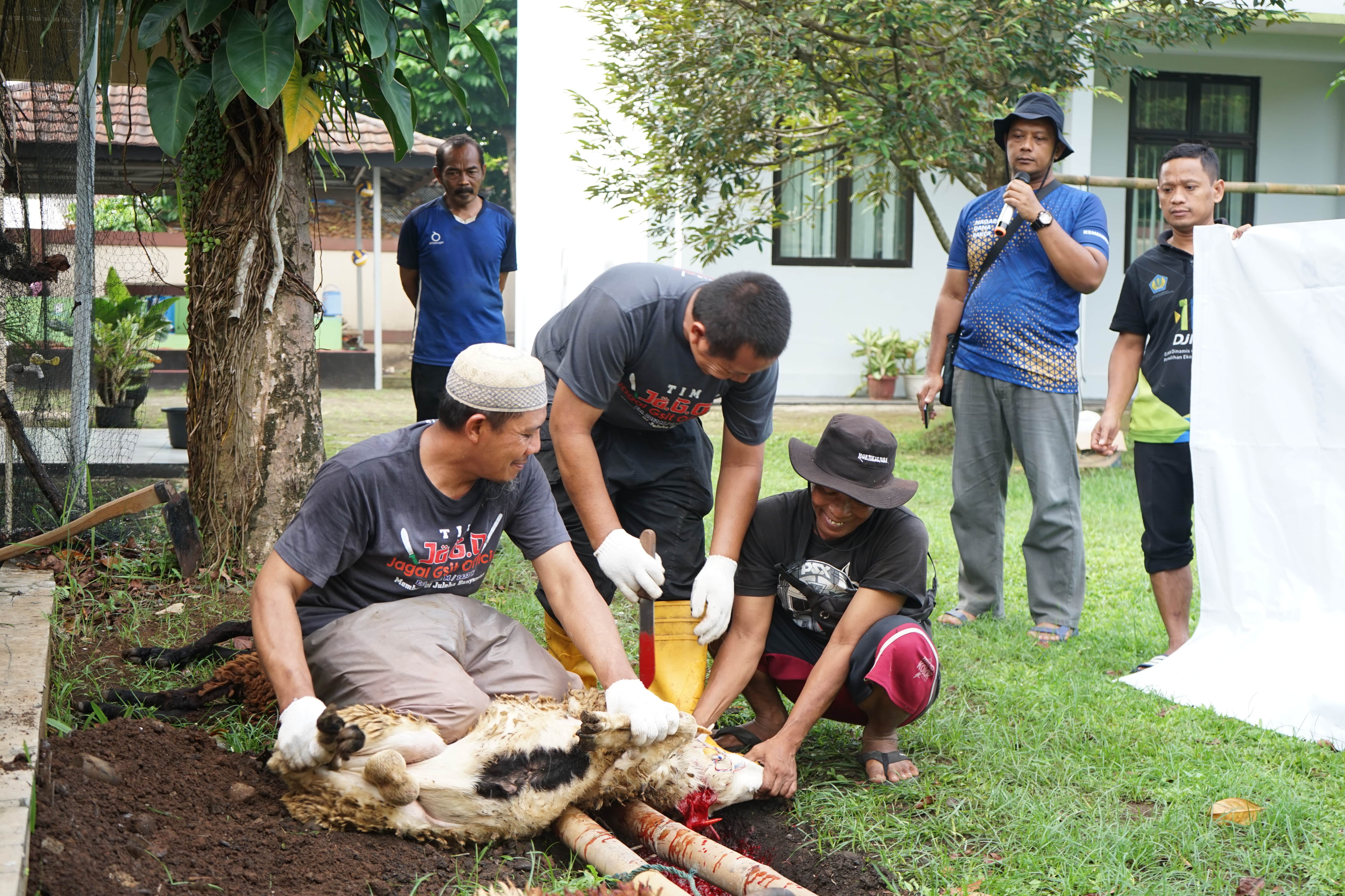 Peringati Idul Adha 1445 H, KPKNL Purwokerto Laksanakan Kurban