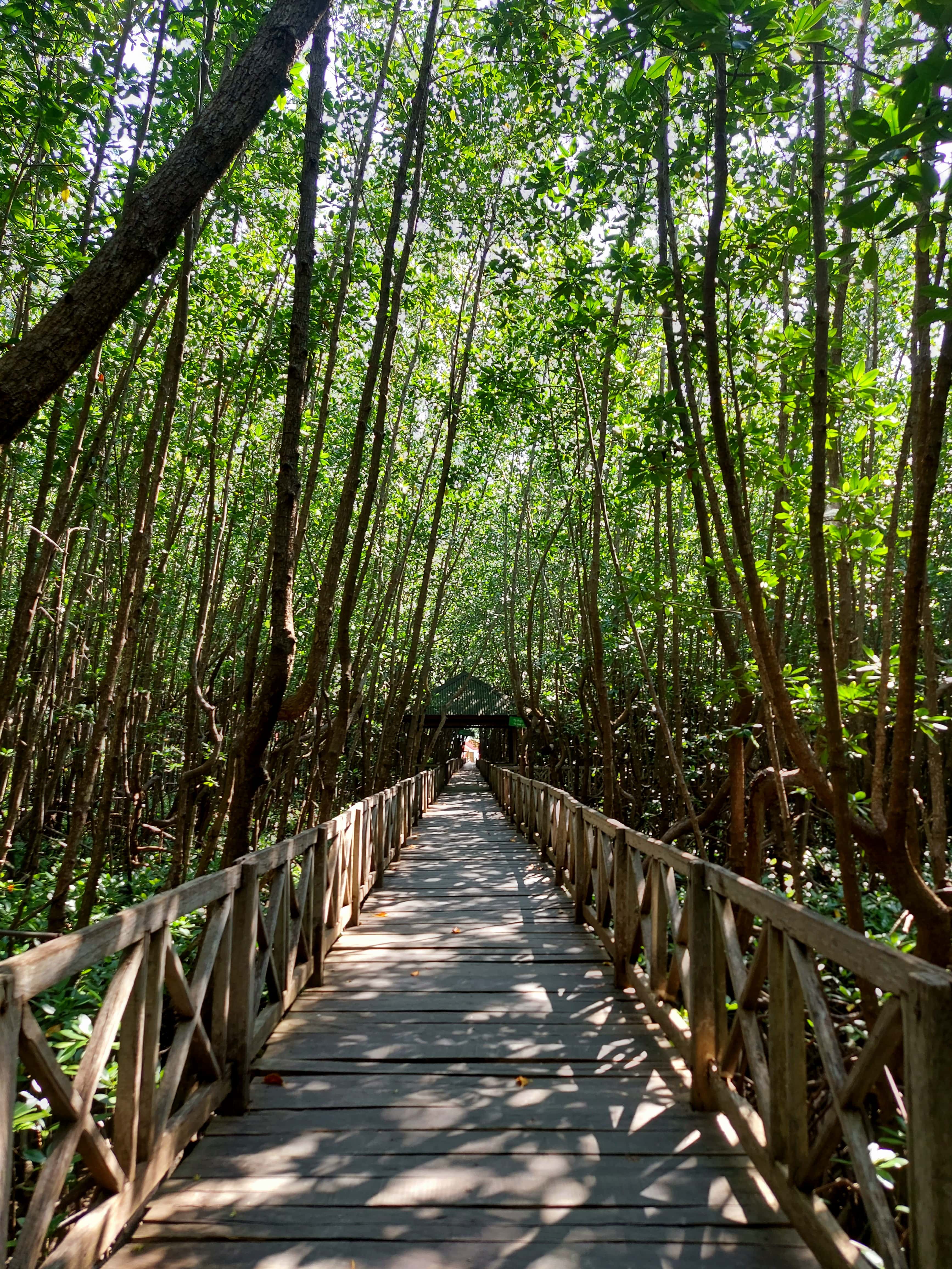 Ekosistem Mangrove Terluas di Sulawesi Selatan