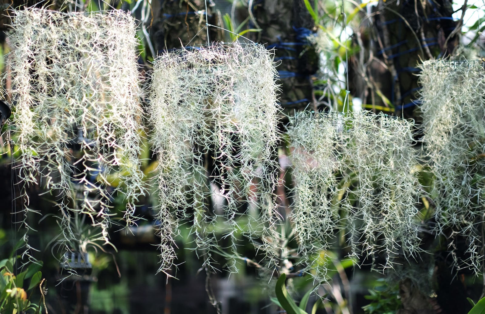 Janggut Dewa, Si Tirai Yang Dramatis