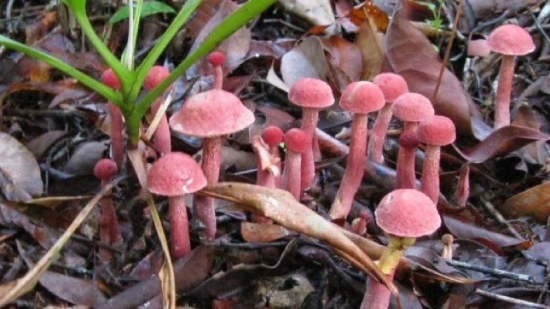 KULAT PELAWAN, JAMUR UNIK KHAS BANGKA BELITUNG