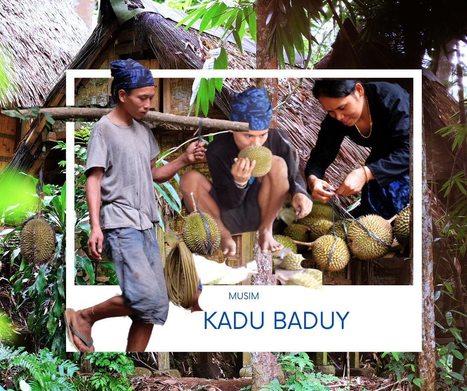 Baduy Panen Kadu