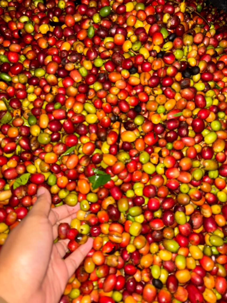 Desa Devisa Bener Meriah: Inovasi Pengolahan Kopi yang Mengubah Nasib Petani