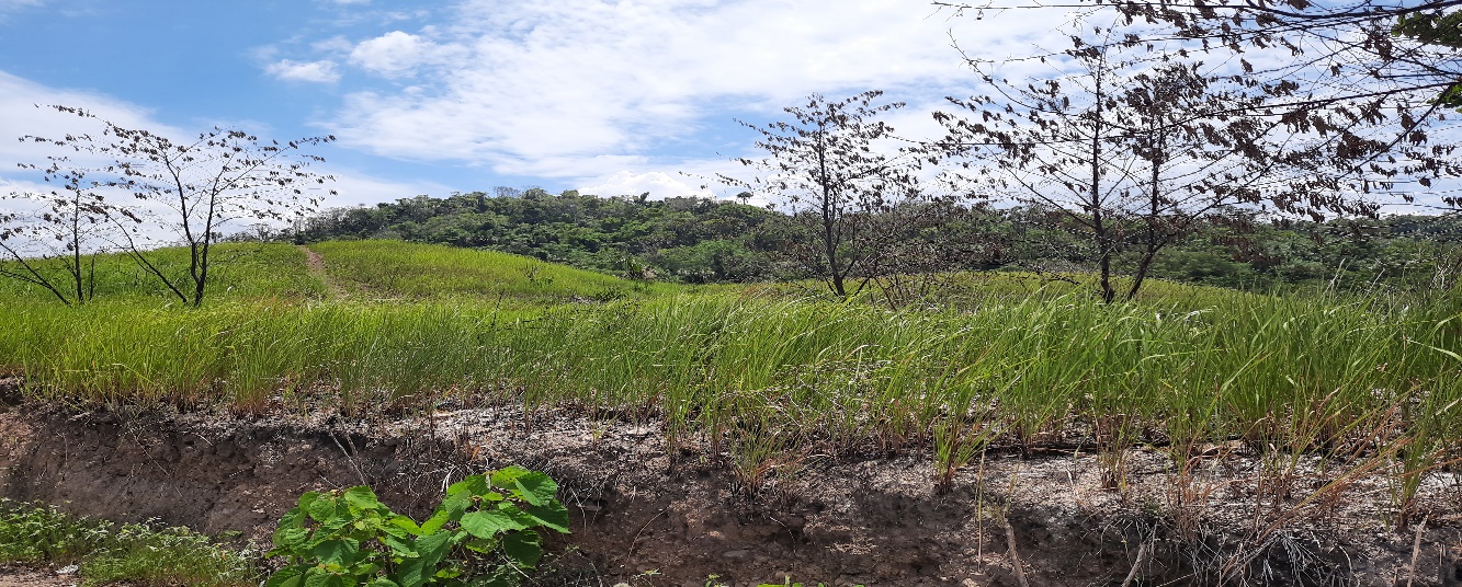 Lebar Jalan dan CBD Mendongkrak Harga Tanah di Kabupaten Minut
