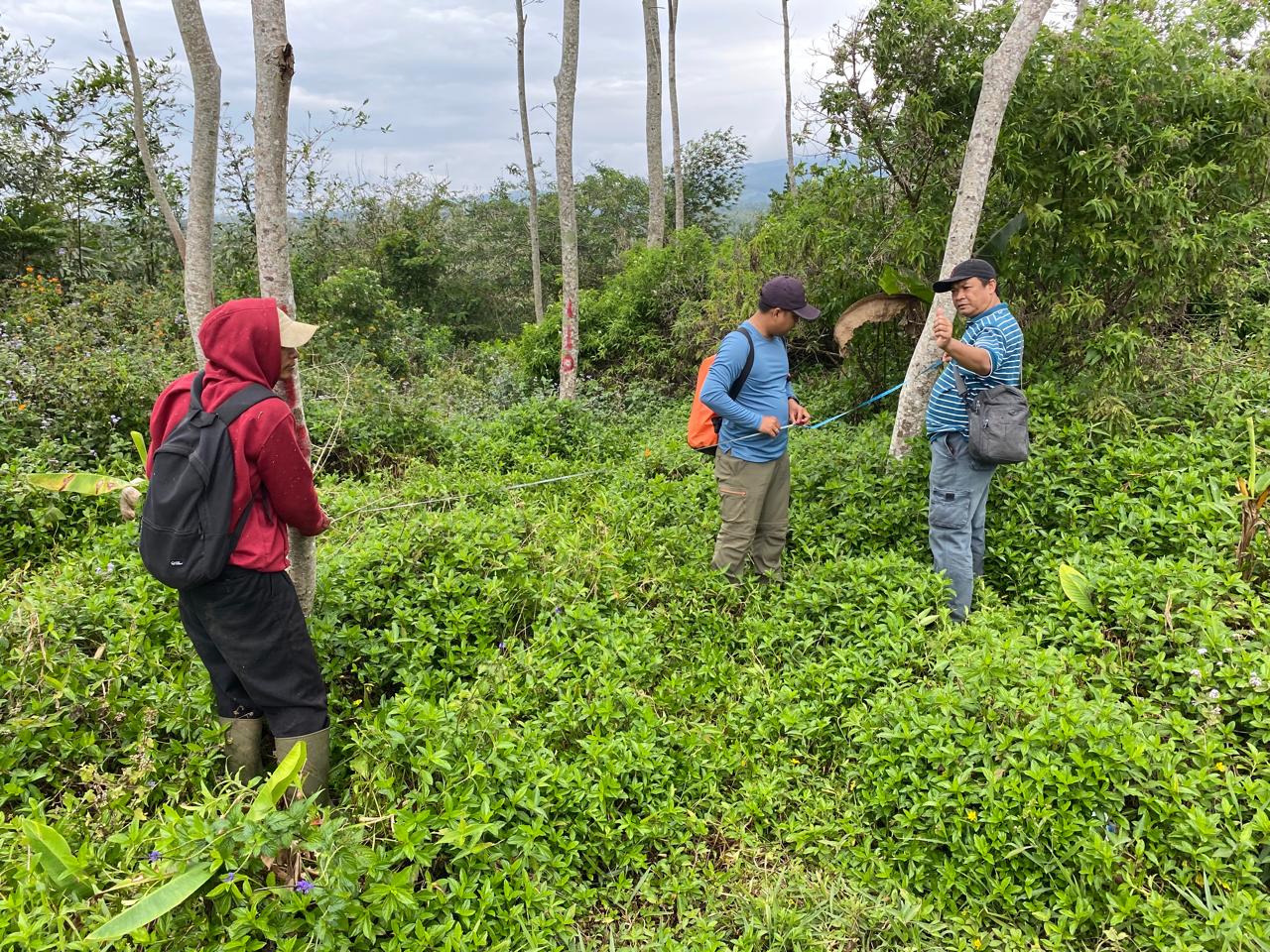 Penilaian Pohon Sengon Milik BPDLH