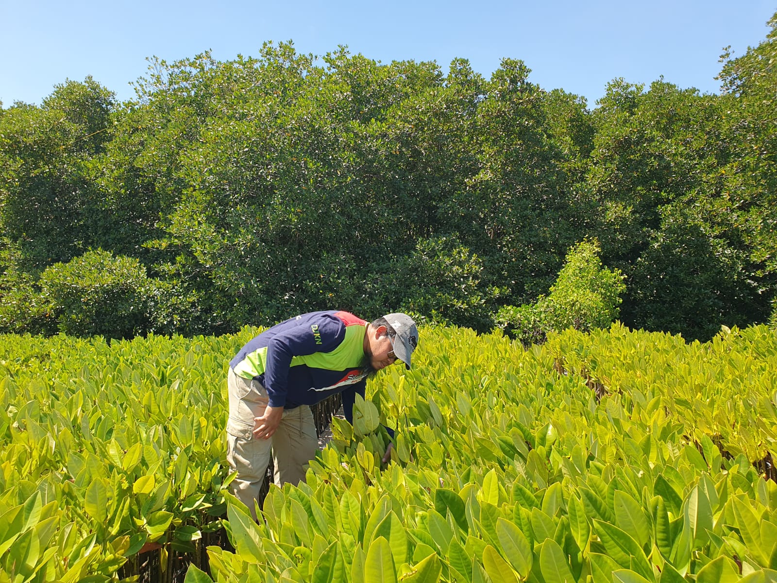 Penilaian Sumber Daya Alam: Mengukur Nilai Mangrove sebagai Kekayaan Alam Indonesia