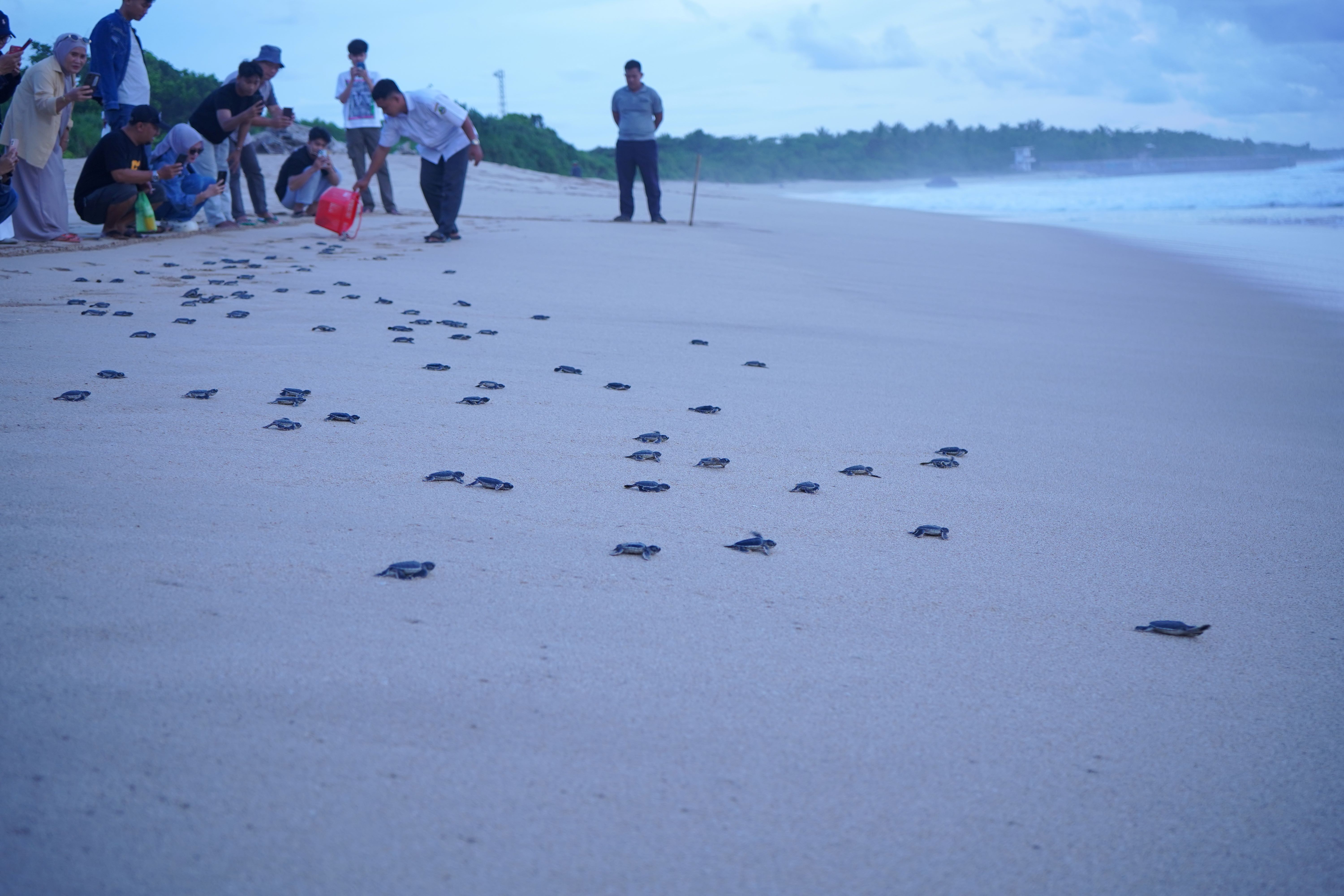 Penilaian Nilai Ekonomi Sumber Daya Alam Hayati Taman Pesisir Penyu Pangumbahan
