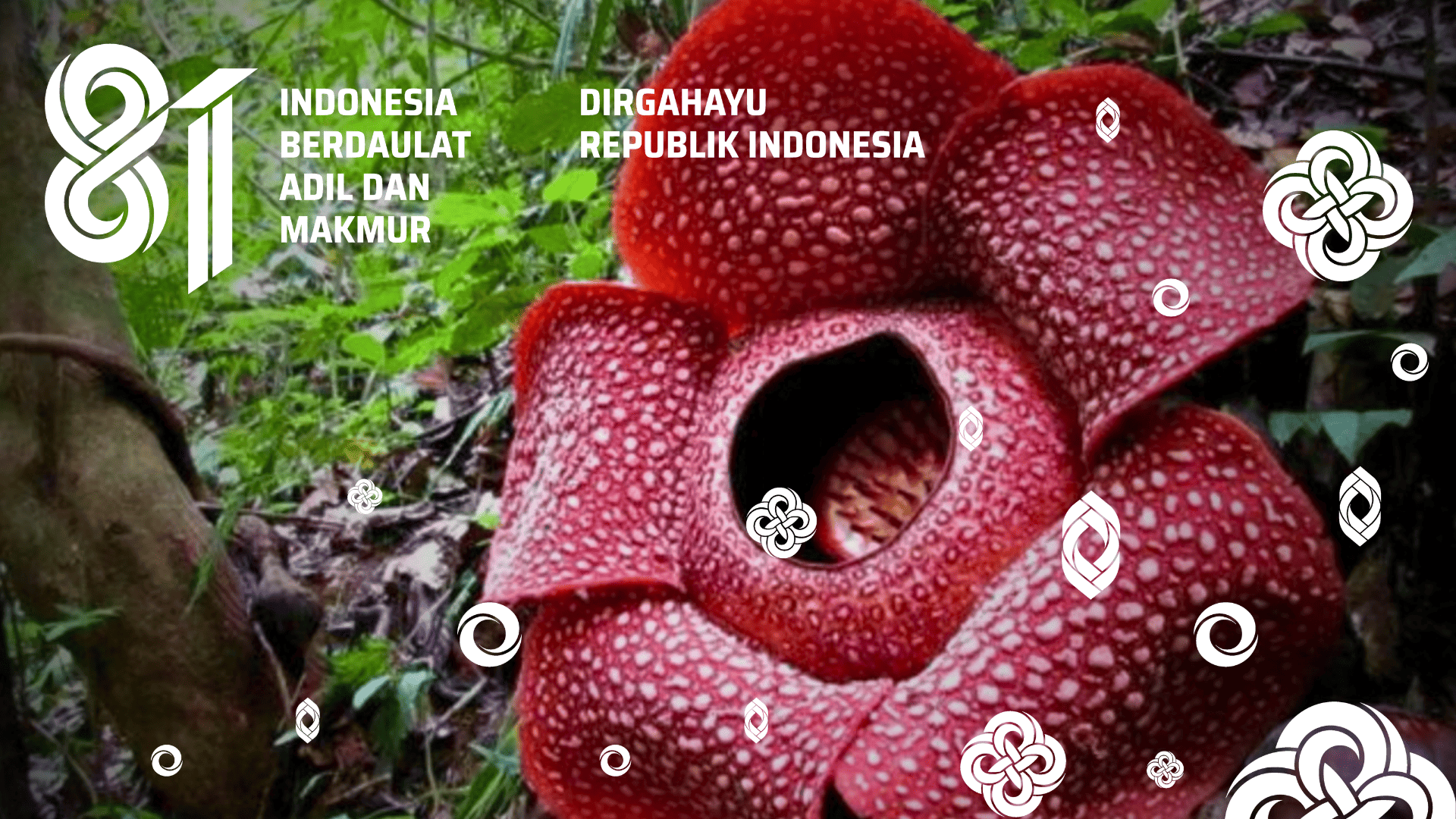 HUT NKRI 81 Raflesia