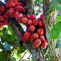 Buah Unik dan Langka Khas Bumi Tambun Bungai
