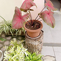 Program PEN- Untuk Yang Hobi Tanaman Hias