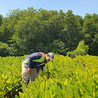 Penilaian Sumber Daya Alam: Mengukur Nilai Mangrove sebagai Kekayaan Alam Indonesia